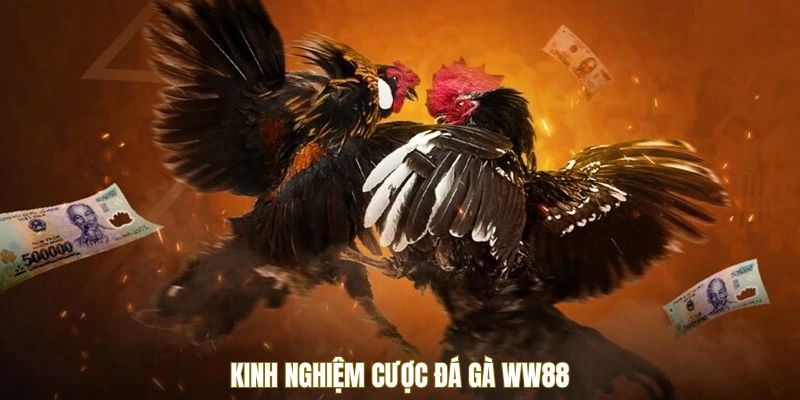 Kinh nghiệm cược đá gà WW88
