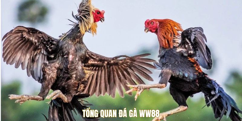 Tổng quan đá gà WW88