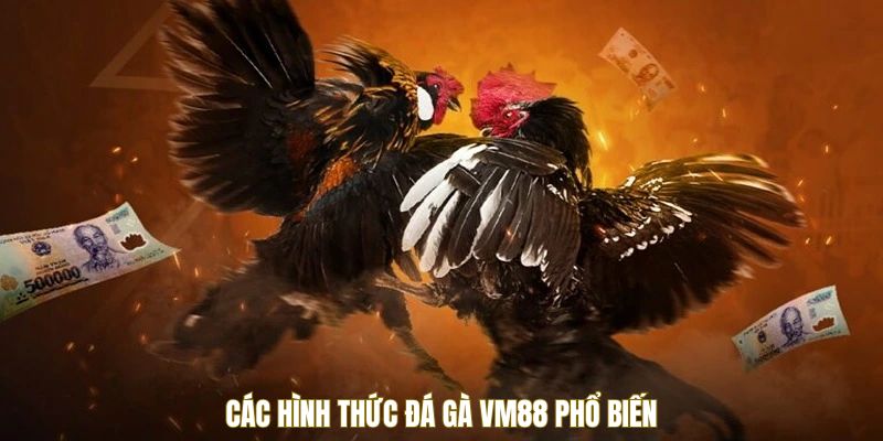 Hình thức đá gà VM88 hay gặp