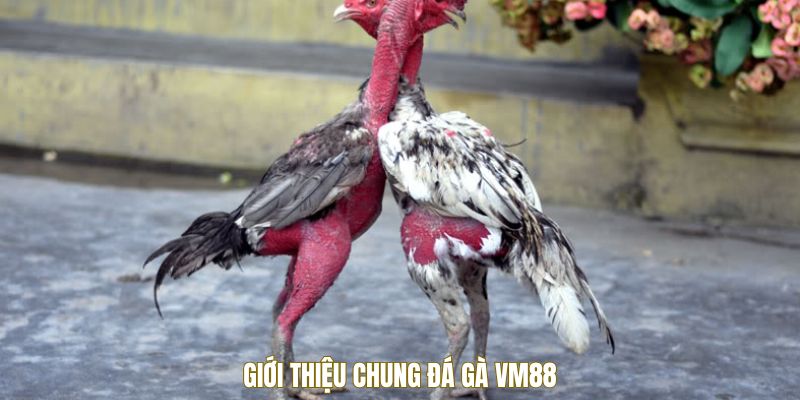 Giới thiệu đá gà VM88
