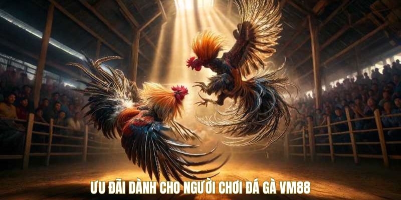 Ưu đãi dành cho người tham gia đá gà VM88